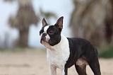 BOSTON TERRIER 364